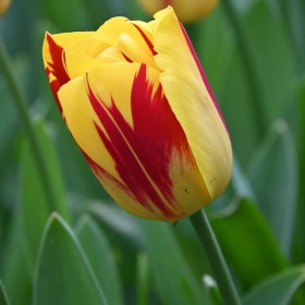 Tulipa 'Washington'