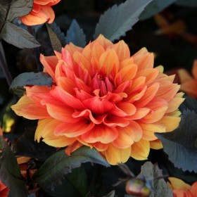 Dahlia 'Missis Trucella'