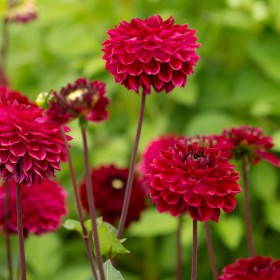 Dahlia 'Buran' BIO