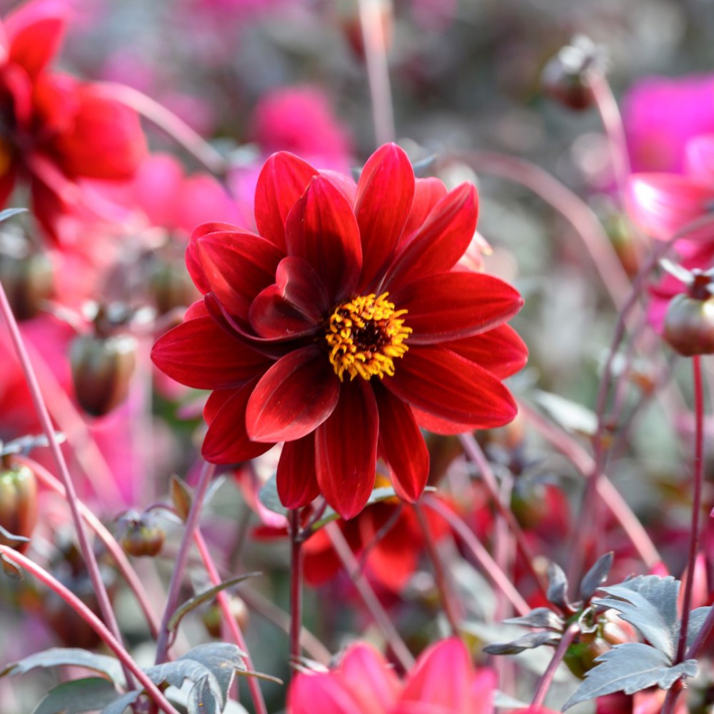 Verberghe Bloembollen