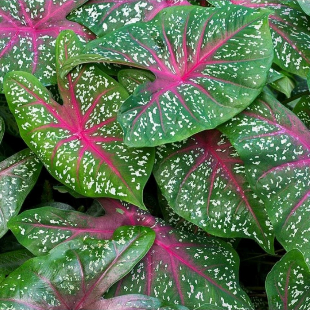 Caladium bicolor