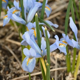 Iris, dwarf growing varieties