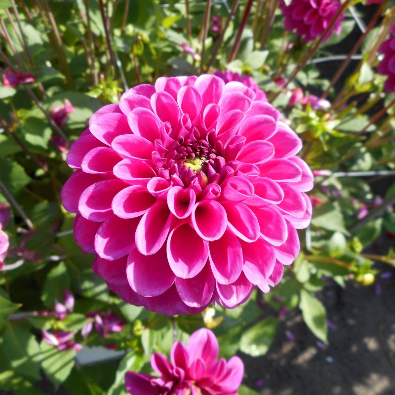 Dahlia ‘Purple Fox’
