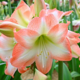 Hippeastrum 'Shine Dream'®