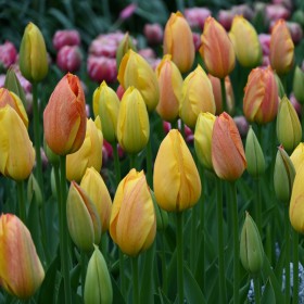 Tulipa 'Rhapsody of Smiles'