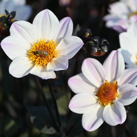 Dahlia 'Happy Single...