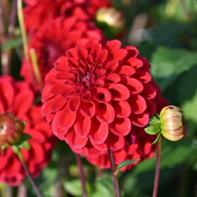 Dahlia 'Red Fox' ®