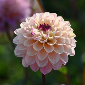 Dahlia 'Wine Eyed Jill'