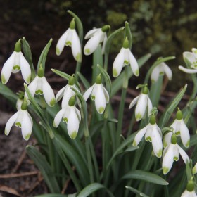Galanthus nivalis...