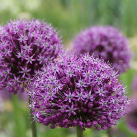Allium 'Venus'