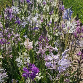 Camassia -Hybrids-