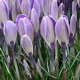 Crocus 'Striped Bird' ®