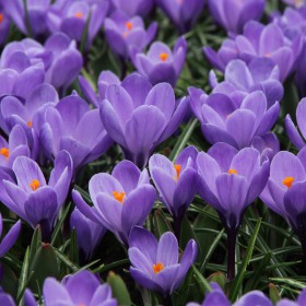 Crocus vernus 'Grand Maitre'