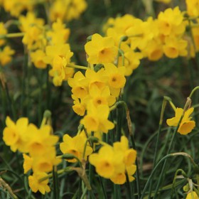 Narcissus 'More and More'