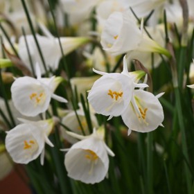 Narcissus 'White Petticoat'