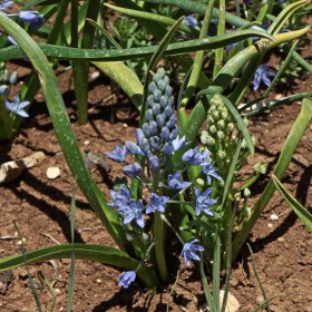 Scilla persica