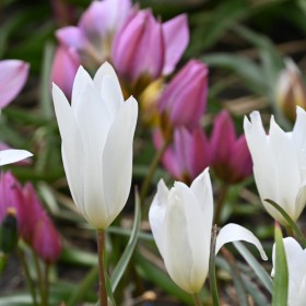 Tulipa clusiana 'Sylvia'