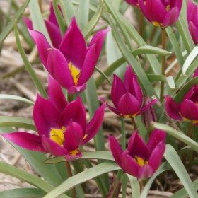 Tulipa humilis 'Eastern Star'