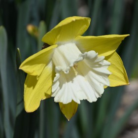 Narcissus 'Greengarden'
