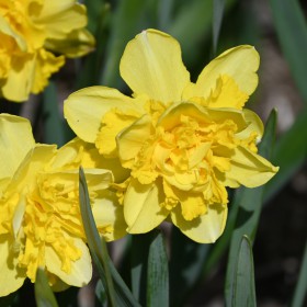 Narcissus 'Spring Paradijs'