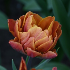 Tulipa 'Brasil'