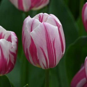 Tulipa 'Bojangles'
