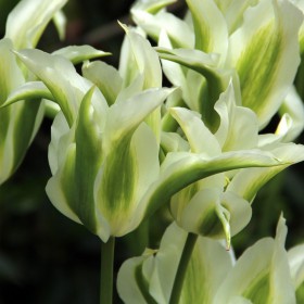Tulipa 'Greenstar'