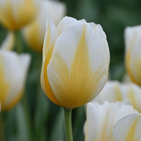 Tulipa 'Lemon Chiffon'