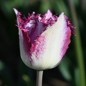 Tulipa 'Passion Play'