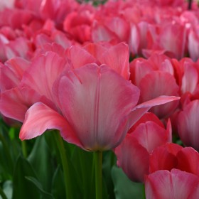 Tulipa 'Pink Sound'