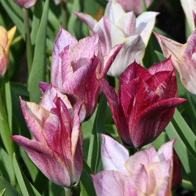 Tulipa 'Raye'