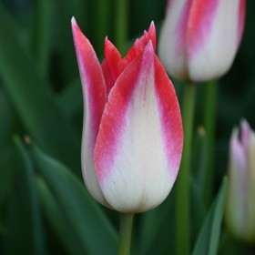 Tulipa 'Strawberry Romanoff'