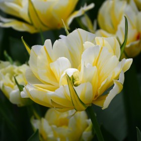 Tulipa 'Sweet Valley'