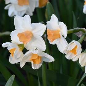 Narcissus 'Kapiti Peach'