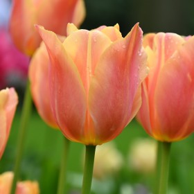 Tulipa 'Stunning Beauty'