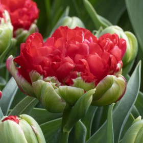 Tulipa 'Promiss'