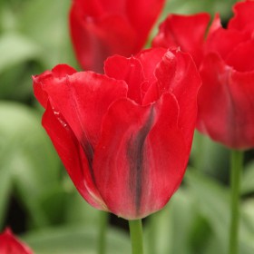 Tulipa 'Red Springgreen'®