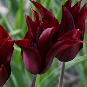 Tulipa 'Sarah Raven'