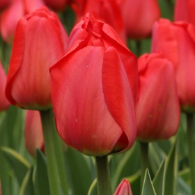 Tulipa 'Parade Design'