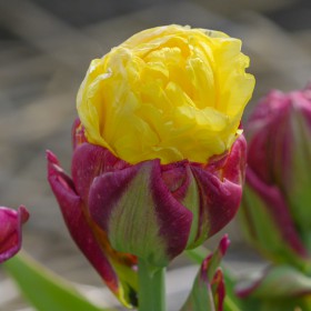 Tulipa 'Ice Cream Banana'