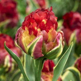 Tulipa 'Ice Cream Sorbet'