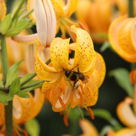 Lilium martagon 'Golden...