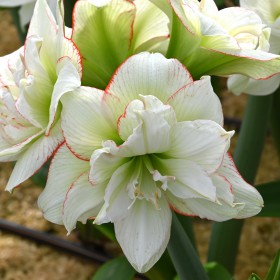 Hippeastrum 'Picobello...