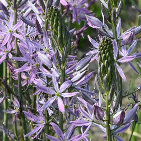 Camassia leichtlinii...