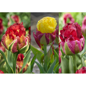 Tulipa -Ice Cream Mix-