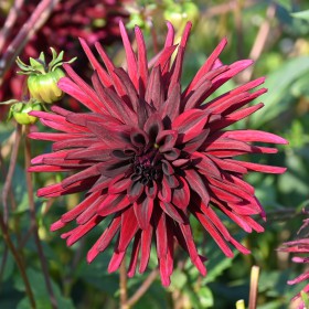 Dahlia 'Black Narcissus'