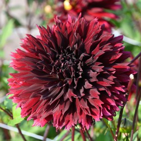 Dahlia 'Black Touch'