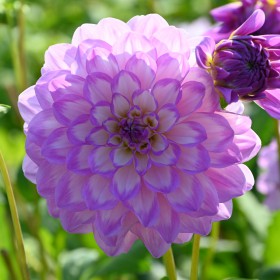 Dahlia 'Blue Wish'