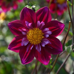 Dahlia 'Eefje'