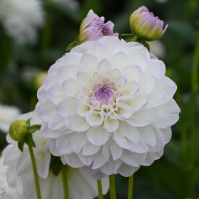 Dahlia 'Eveline' BIO